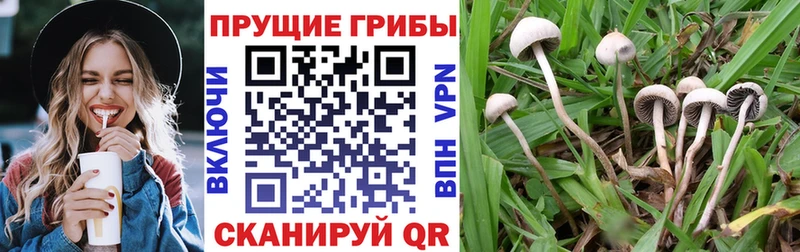 Галлюциногенные грибы Cubensis Кириши